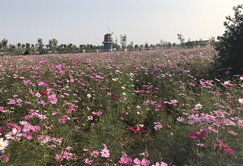 鄢陵五彩大地景区第 28 张图片