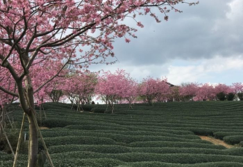 永福台品樱花茶园第 35 张图片