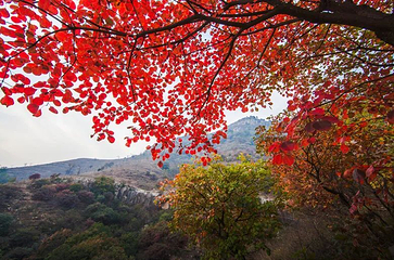 沂蒙山旅游区龟蒙景区第 84 张图片