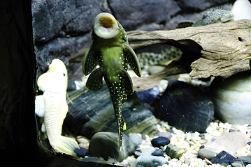 上海海洋水族馆第 15 张图片