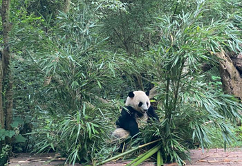 锦里古街第 147 张图片