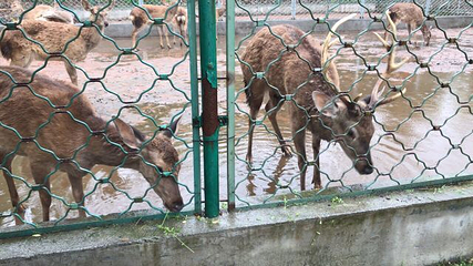 下渚湖熊猫园第 29 张图片