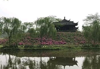 扬州芍药园第 18 张图片