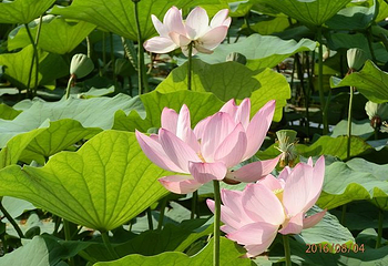 北纬44度金珠花海景区第 39 张图片
