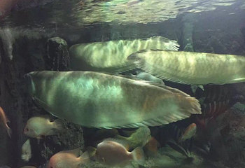 洛阳海底世界第 12 张图片