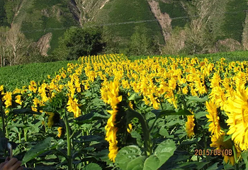 灯笼河草原第 13 张图片