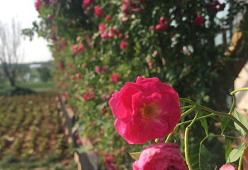 伏热花海庄园第 50 张图片