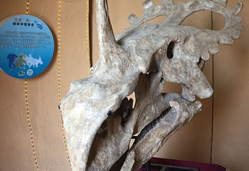 诸城中国暴龙馆第 15 张图片