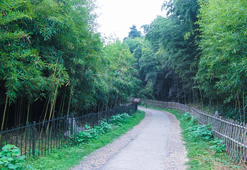 杭州植物园第 44 张图片