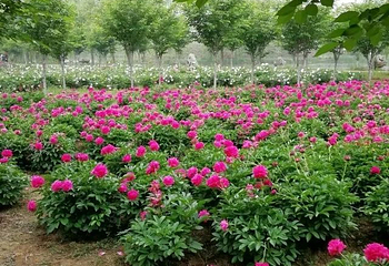 扬州芍药园第 14 张图片