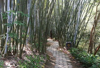 凤凰谷风景区第 19 张图片