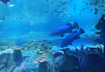 南宁极地海洋世界第 53 张图片