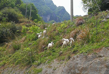 中亚楠木林风景区第 12 张图片