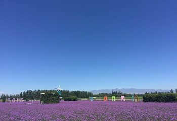 伊帕尔汗薰衣草观光园第 63 张图片