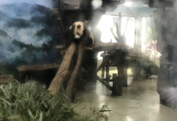 成都city tour观光巴士第 18 张图片