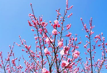 梅花山第 37 张图片