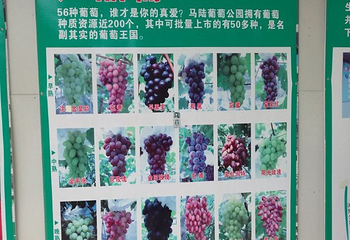 马陆葡萄主题公园第 19 张图片