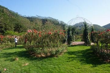 茶山樱花谷主题景区第 21 张图片