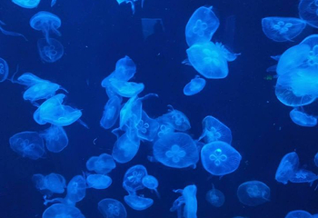 海之韵公园第 37 张图片