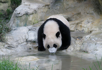 成都大熊猫繁育研究基地第 15 张图片