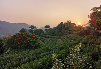 雁南飞茶田景区第 62 张图片