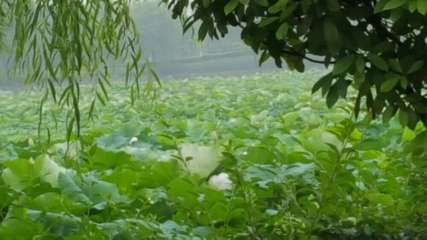灵山莲花温泉度假区第 44 张图片