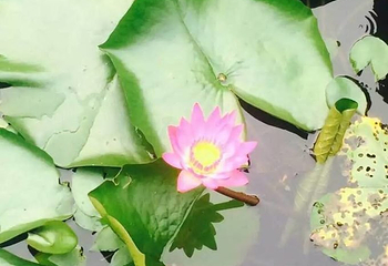 凤凰花海第 25 张图片