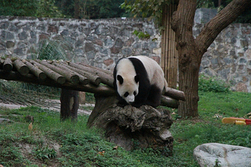 都江堰中华大熊猫苑(原熊猫乐园)第 40 张图片