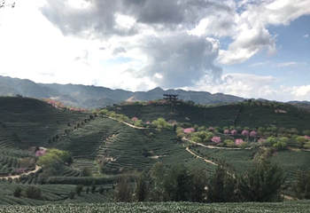 永福台品樱花茶园第 36 张图片