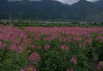 花语牧场第 22 张图片