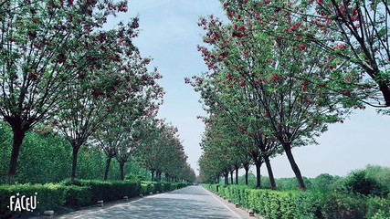 普兰斯薰衣草庄园第 30 张图片