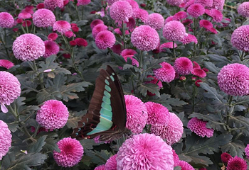 嵩明菊花展览会第 17 张图片