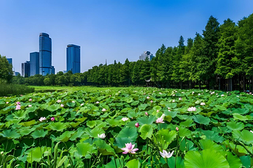 中山陵景区第 46 张图片