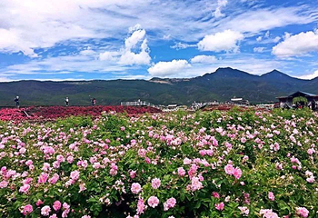 丽江花花色玫瑰庄园第 21 张图片