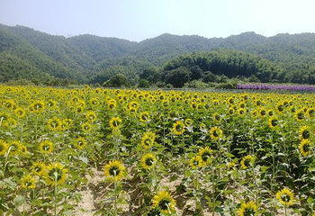 梅岭狮子峰第 36 张图片