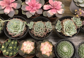 昆明斗南花卉市场第 39 张图片