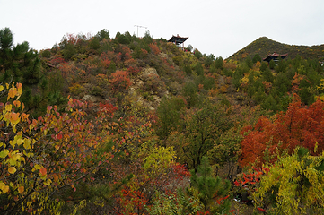 百里山水画廊—硅化木第 31 张图片