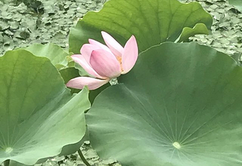 金鸡湖桃花岛第 14 张图片