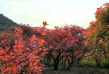 铜川香山第 13 张图片