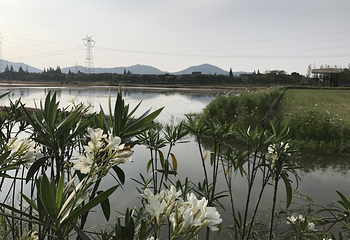 长田漾湿地公园第 5 张图片