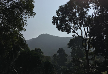 仙湖植物园第 41 张图片