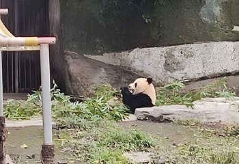 重庆动物园第 220 张图片