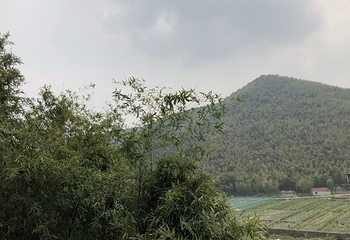 浙东大竹海景区第 45 张图片