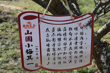 梧桐花谷第 23 张图片