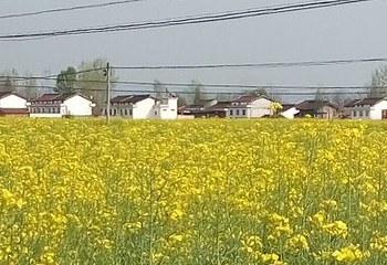 汉中油菜花第 13 张图片