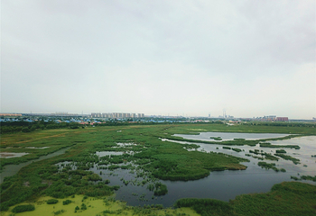 龙凤湿地第 16 张图片
