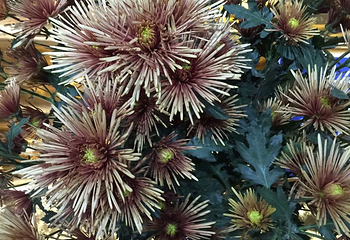 嵩明菊花展览会第 15 张图片