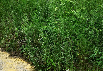 大木林下花园第 17 张图片