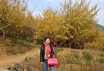 安陆钱冲古银杏生态旅游区第 39 张图片