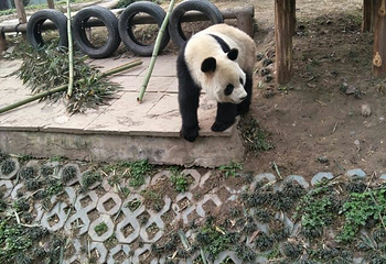 仙芝竹尖生态园第 17 张图片